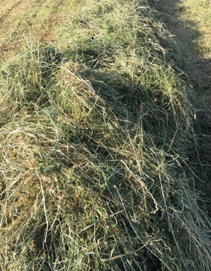 Pasture Hay Lucerne, Clover & Rye Grass 5x4 Bales