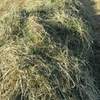 Pasture Hay Lucerne, Clover & Rye Grass 5x4 Bales