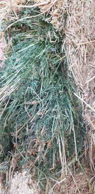 75 x 5x4 Rolls of Third Cut Lucerne Hay
