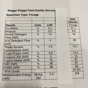 High Protein Cereal hay