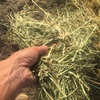 Oaten hay