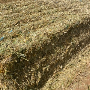 200mt Oaten Hay 600kg 8x4x3 Bales