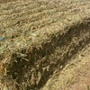 200mt Oaten Hay 600kg 8x4x3 Bales