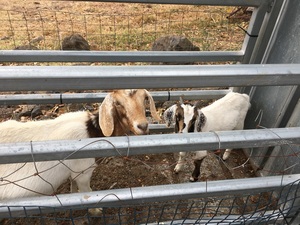 Goats Boer Nannies with kids at foot.