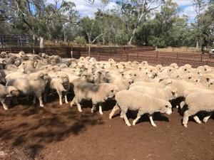 MERINO X SUFFOLK X 110 EWE LAMBS - QUALITY FUTURE BREEDERS  6 TO 10 MONTHS OLD