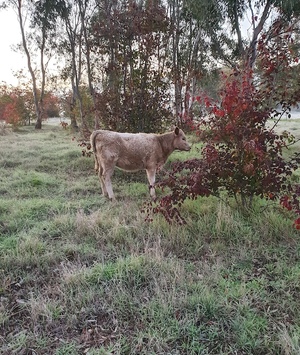 Murray Grey Heifer