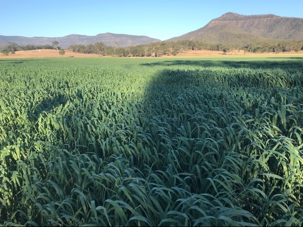 Prime Oaten Hay 4x4 Rounds 