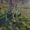 Claas Rotary Hay Rake