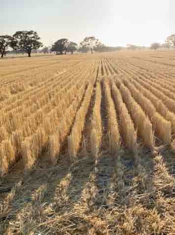 Windrowed Wheaten Straw