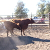 Shorthorn cows PTIC