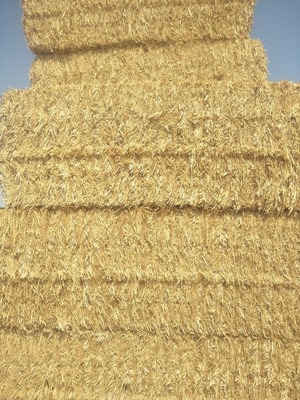 Barley HD bales 500T - 45 min from VIC/NSW Border