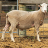 Under Auction - Lot 19 Highlander Ram 190461 (DLE Ram Auction A100 - 10th Sept via Auctionsplus) 