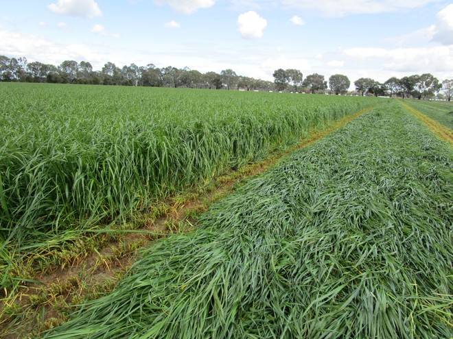 Young leafy Ryegrass Silage