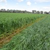 Young leafy Ryegrass Silage