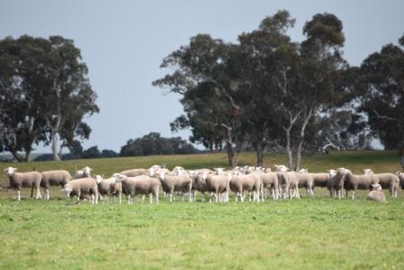 Castle Camps Border Leicester Rams 