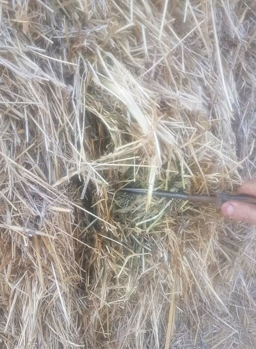 Hay pasture/cereal 8x4x3 Bales