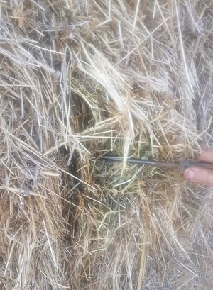 Hay pasture/cereal 8x4x3 Bales
