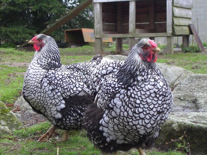 Fertilised pure Wyandotte eggs