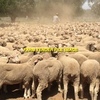 WANTED 1,000 - 500 Merino Ewe Lambs