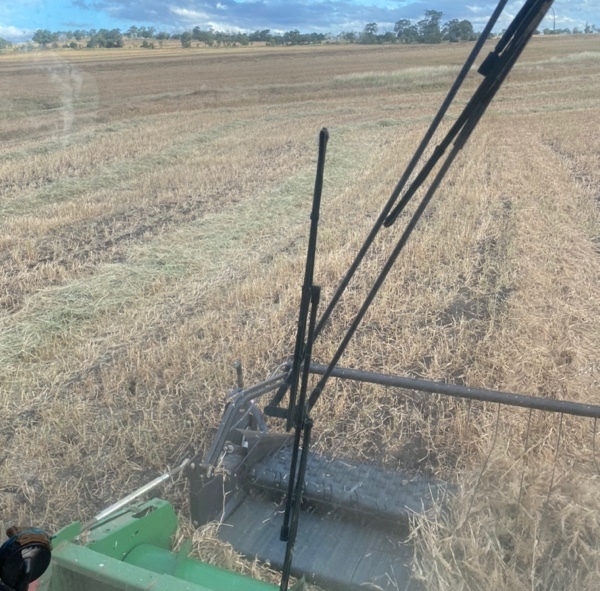 35mt White French Millet 