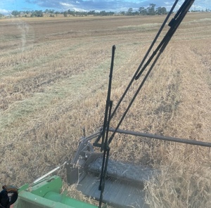 35mt White French Millet