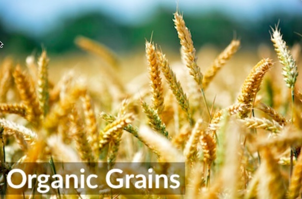 High Protein Organic Wheat