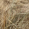 !!ONLY 48 LEFT!! Barley & Ryegrass Hay