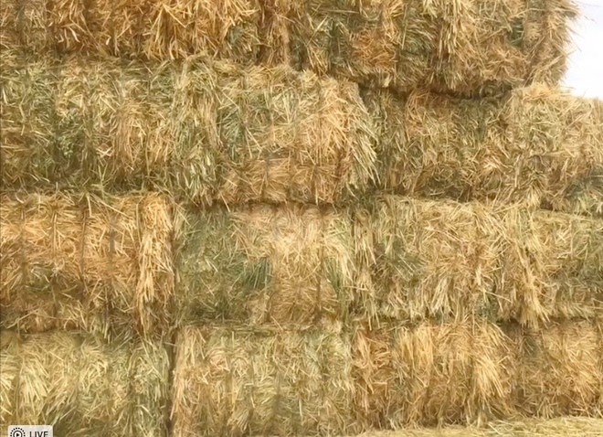 Oaten Hay For Sale in 8x4x3's