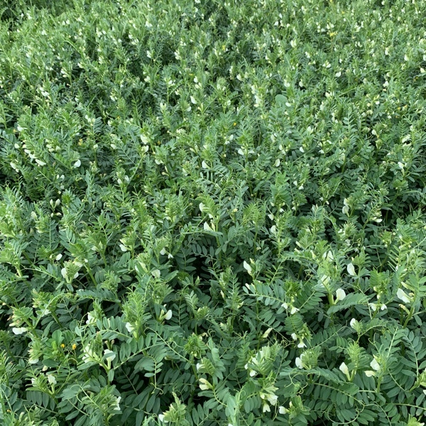  Vetch wanted as a standing crop