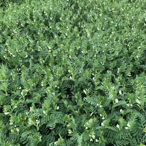  Vetch wanted as a standing crop