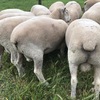 20 x Ryeland Rams