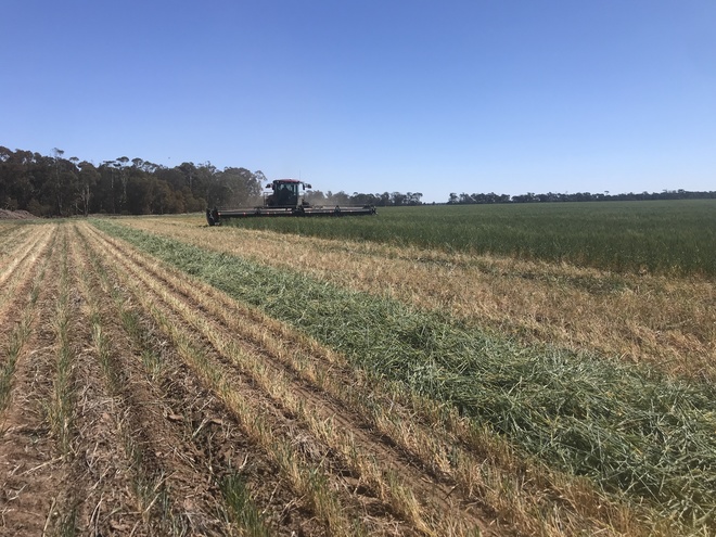 Wheaten Hay   200 mt approx