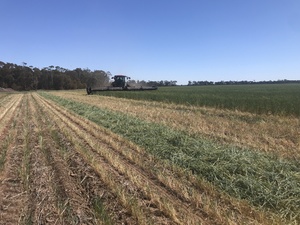 Wheaten Hay   200 mt approx