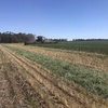 Wheaten Hay   200 mt approx