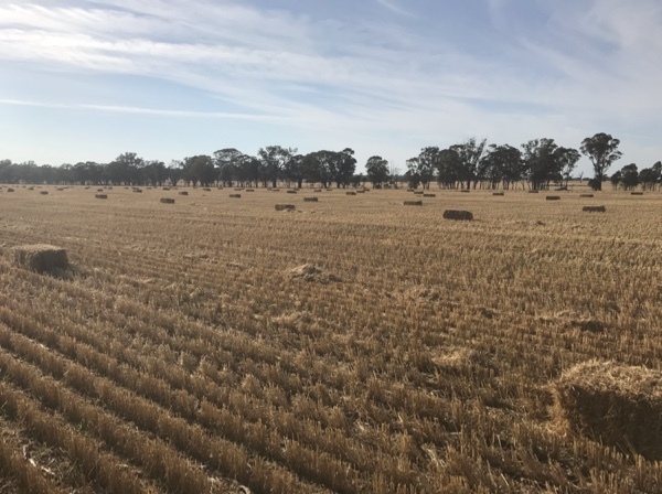 small straw bales