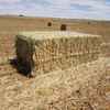 New Season Wheaten Hay 640Kg's 8x4x3 Bales