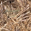 Oaten hay straw