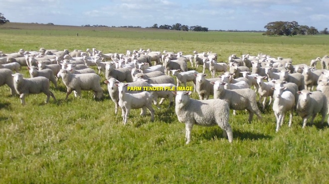 WANTED First X Mulesed Lambs 