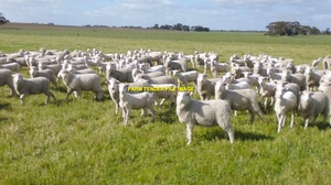 WANTED First X Mulesed Lambs 