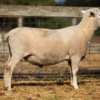 Under Auction - Lot 26 Highlander Ram 190709 (DLE Ram Auction A100 - 10th Sept via Auctionsplus) 