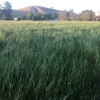 New season rye grass large round bales