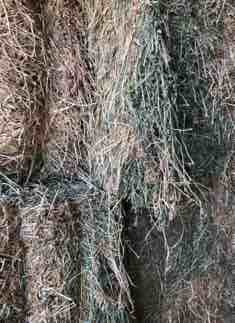 1 x Single Load of 1st Cut Lucerne