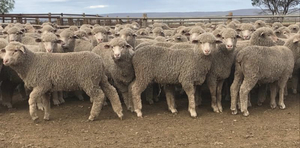 Future Breeder ewe lambs