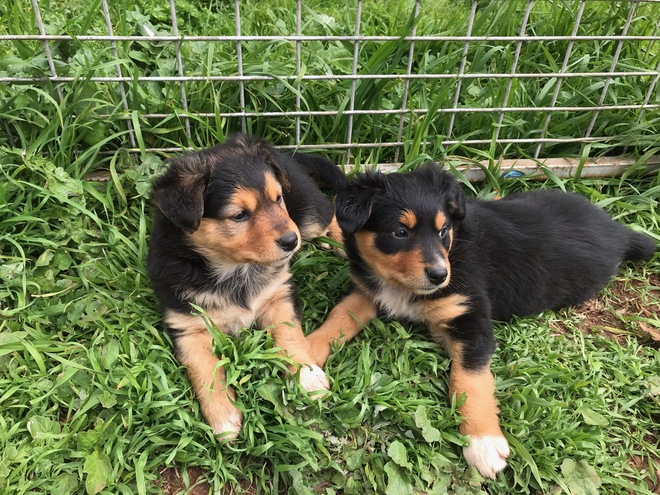 Kelpie Pups 