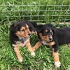 Kelpie Pups 