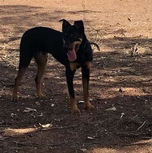 12 month old male Kelpie Pup