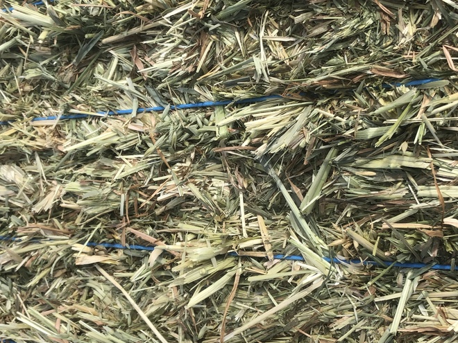 Oaten Hay in 8x4x3 Shedded