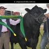 ANGUS BULLS BATHURST REGION
