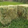 Lucerne For Sale