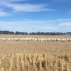 350 Dorper Ewes